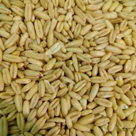 Bulk Canary Food Canary Bird Seed Supplier